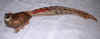 Pheasant.jpg (6481 bytes)