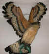 osprey44.jpg (18434 bytes)