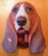 Bassett_Hound1.jpg (7738 bytes)