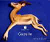 Gazelle445.jpg (11516 bytes)